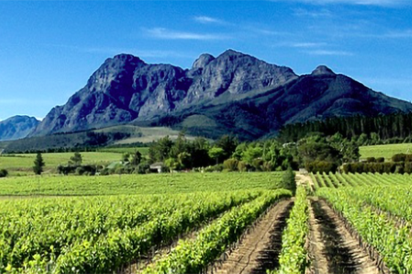 Wijngebied Zuid Afrika